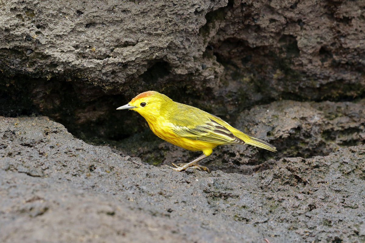 Yellow Warbler